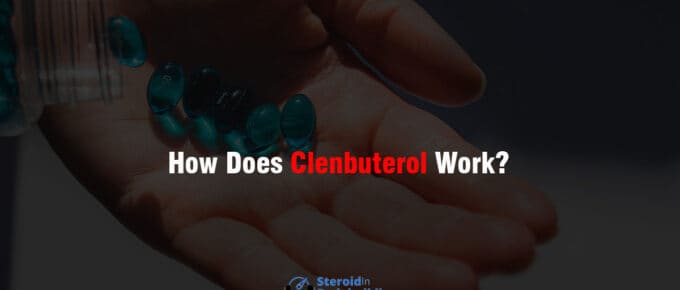 How Does Clenbuterol Work