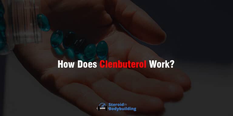 How Does Clenbuterol Work? (the science behind it)